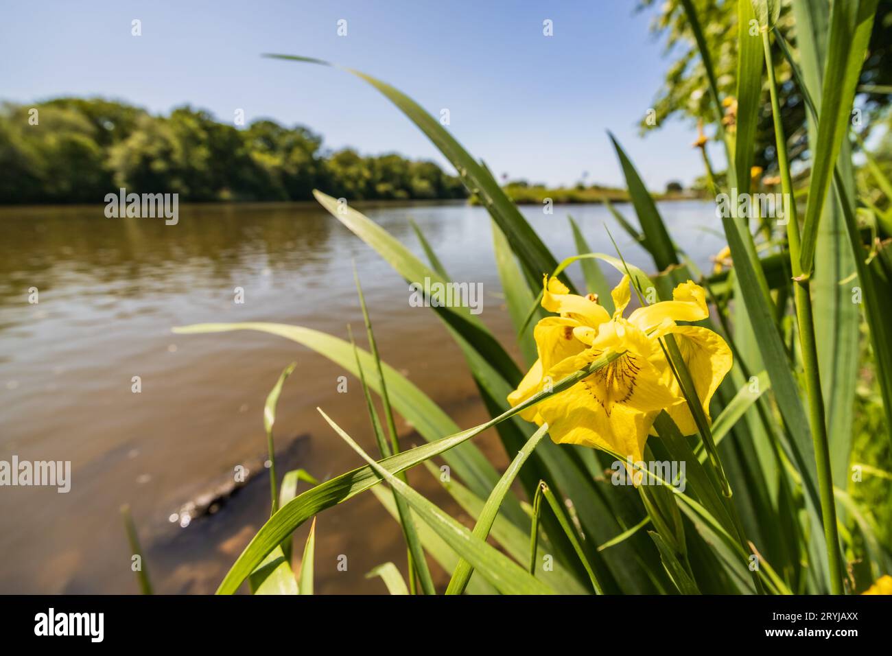 Piccolo fiore giallo tra alte lame di erba che cresce vicino al lungo fiume e splendidi dintorni verdi Foto Stock