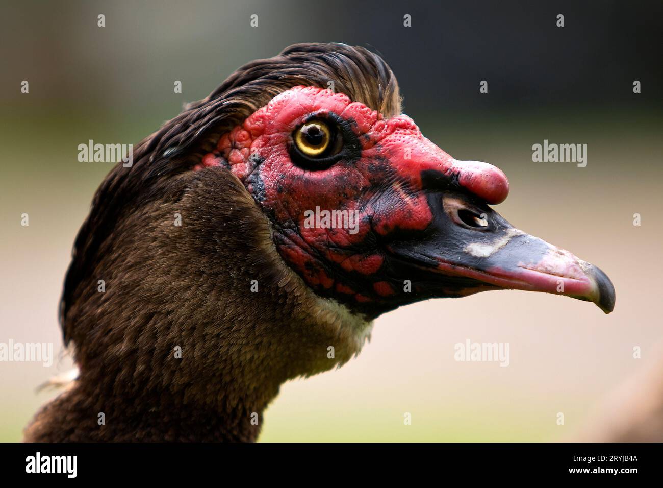 Ritratto di anatra muschiata (Cairina moschata), Skagen, Mare del Nord, Danimarca, Europa Foto Stock