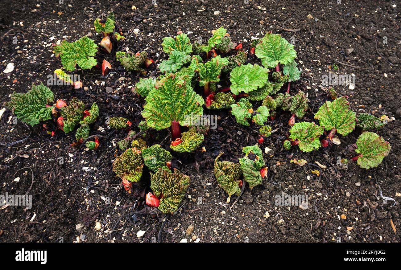 Rabarbaro; Rheum rhabarbarum; germoglio primaverile; Foto Stock
