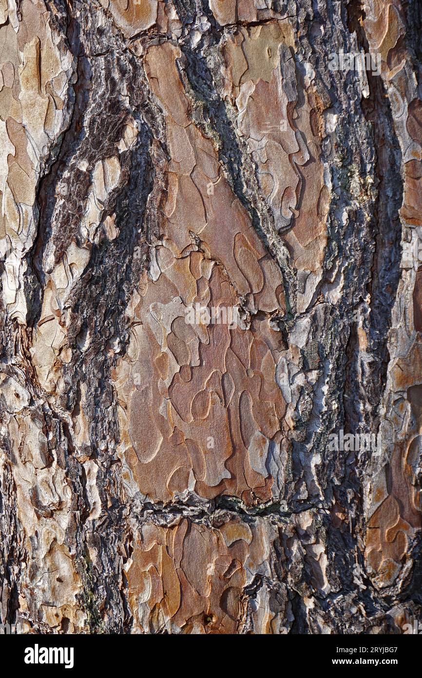 Pino scozzese, Pinus sylvestris, corteccia Foto Stock