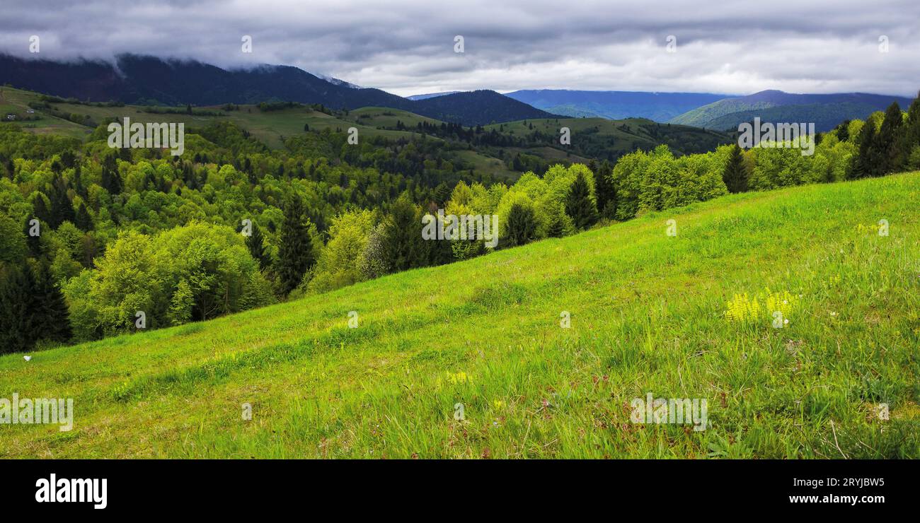 paesaggio rurale con prati erbosi e pascoli. paesaggi di campagna montuosi in primavera. cielo coperto Foto Stock