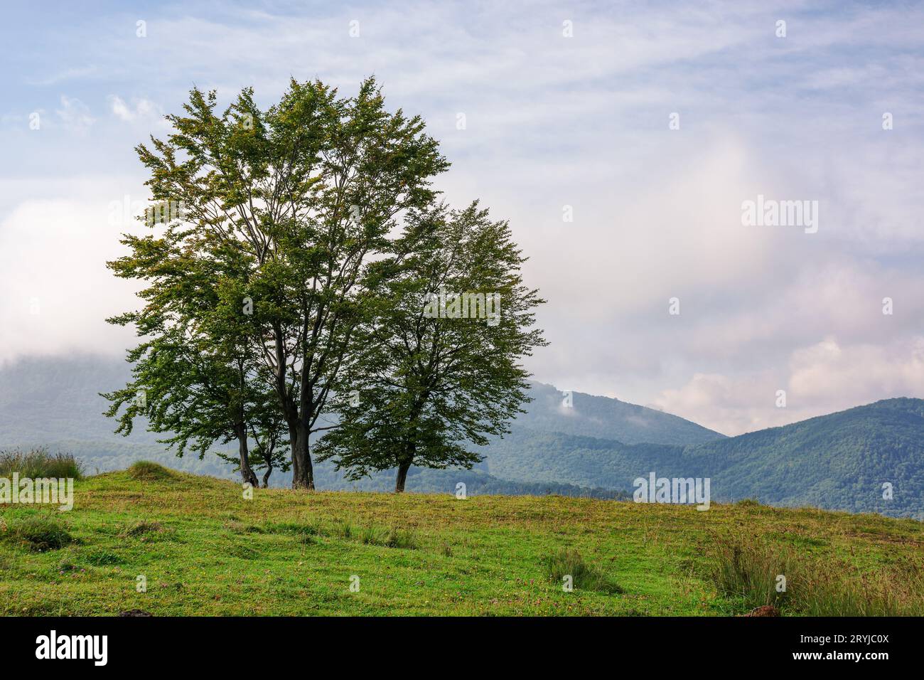 alberi sulla collina erbosa. mattinata nuvolosa. catena montuosa in lontananza. clima caldo di settembre Foto Stock