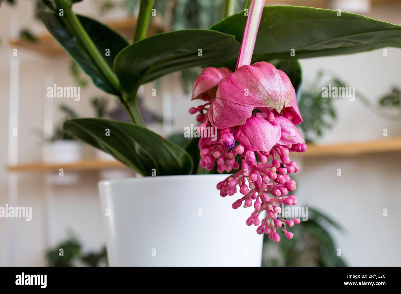 Splendida Medinilla magnifica in fiore in vaso bianco, dettaglio Foto Stock