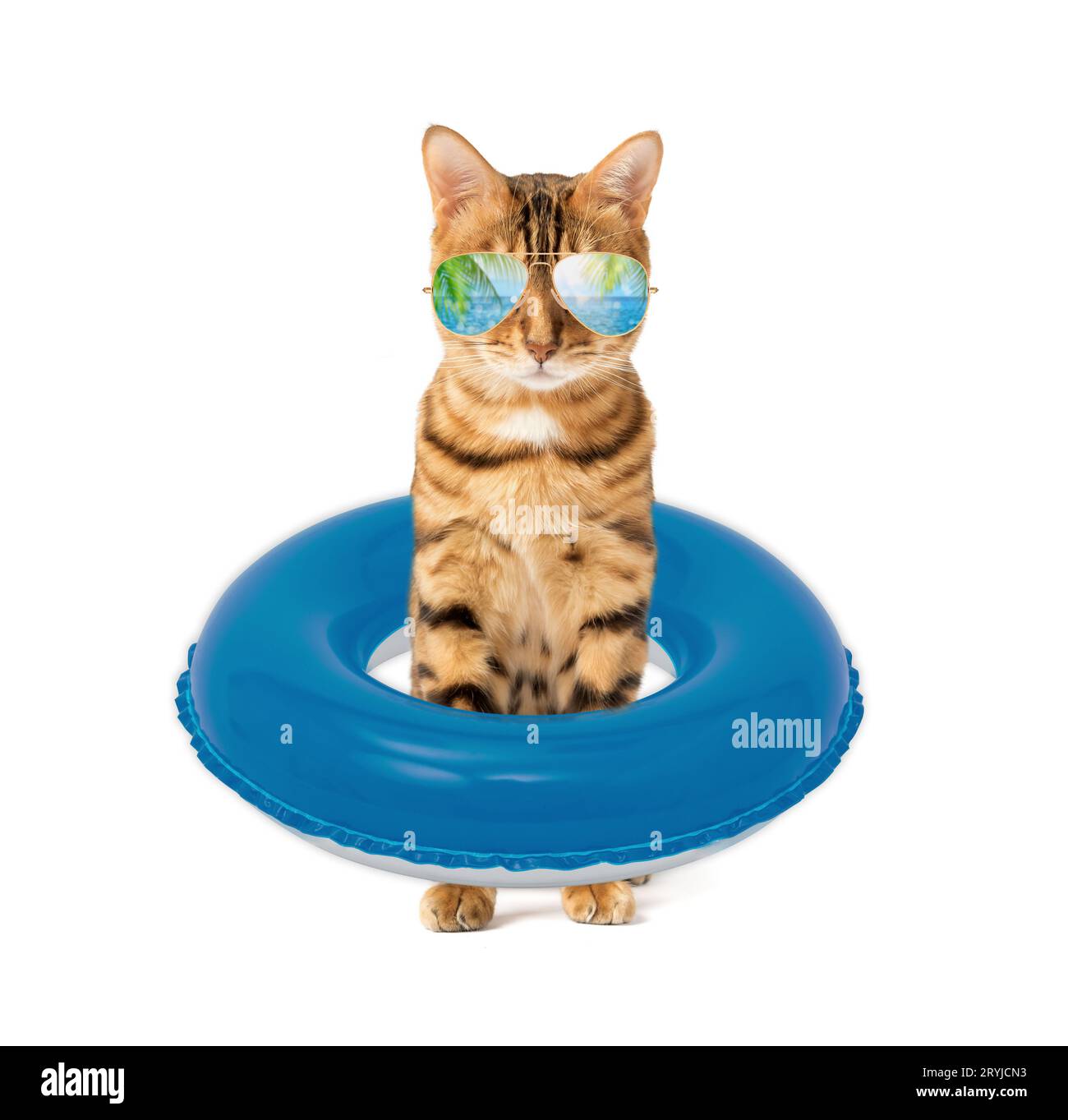 Un gatto con fantastici occhiali da sole e un anello per nuotare Foto Stock