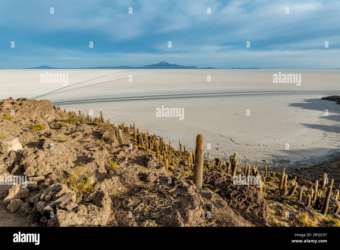 Isola di Cactus nel salar de uyuni nell'altiplano boliviano Foto Stock