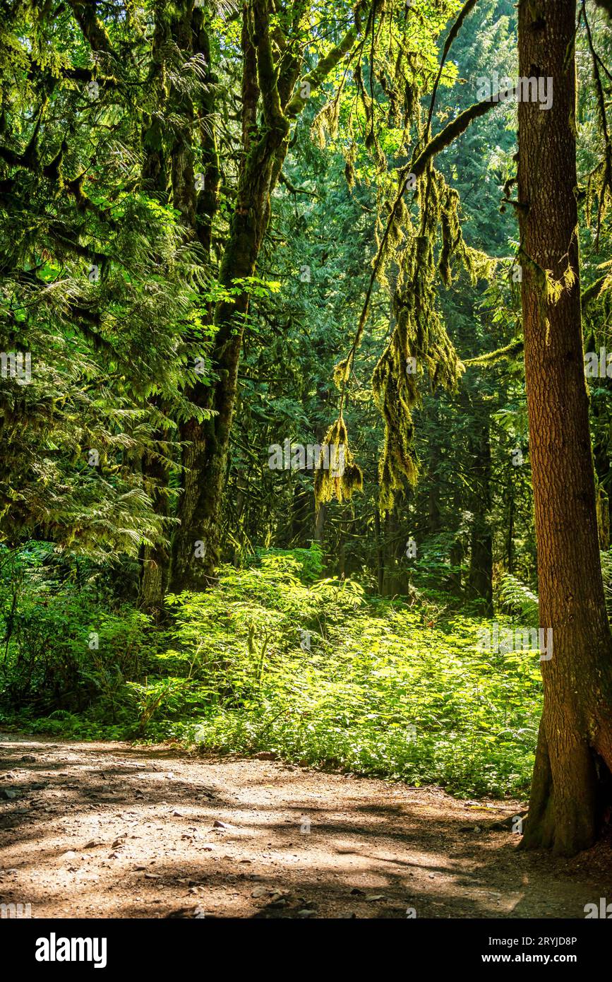 Foresta profonda nella luminosa giornata estiva con un sentiero che attraversa Foto Stock