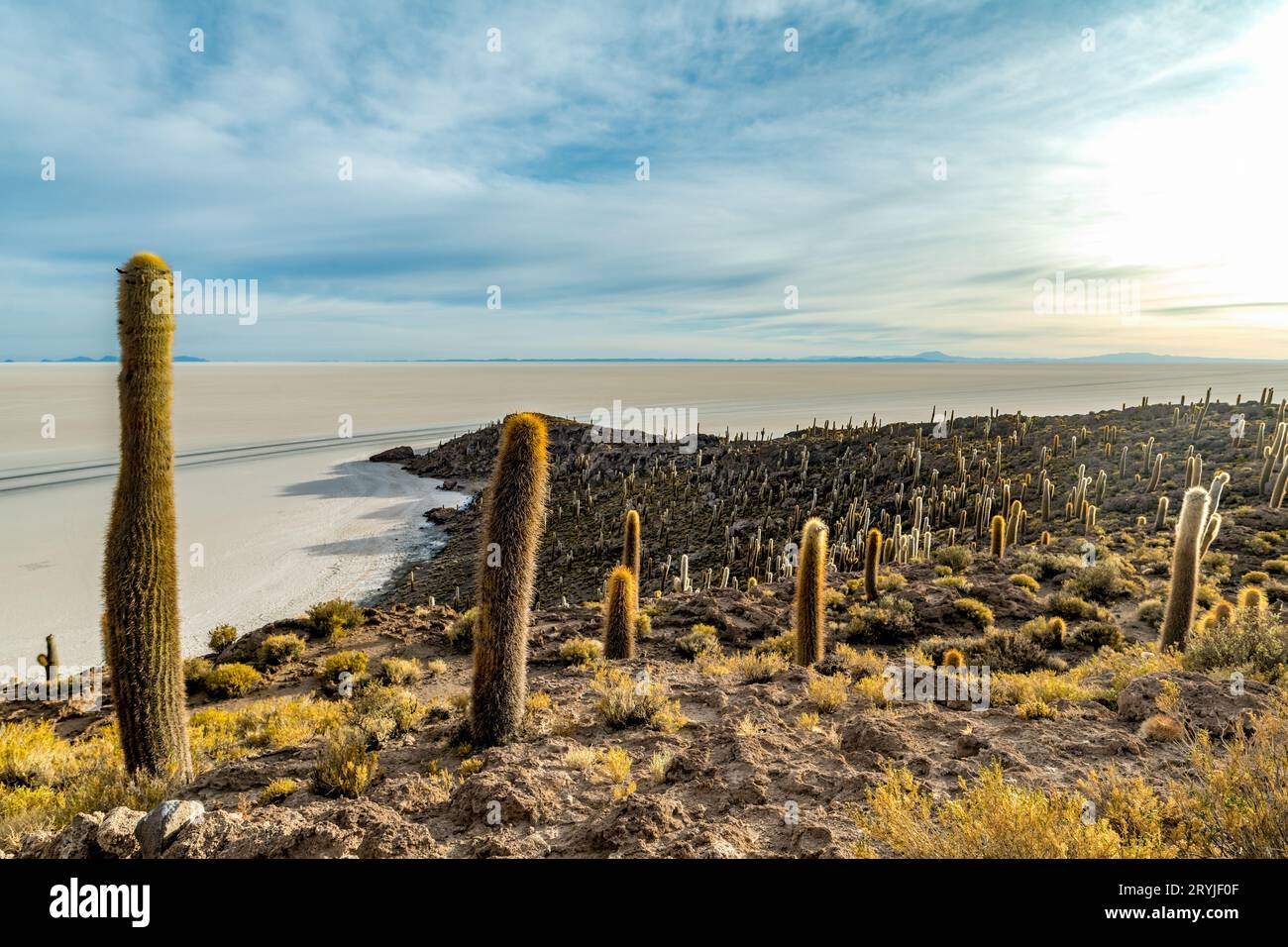 Isola di Cactus nel salar de uyuni nell'altiplano boliviano Foto Stock