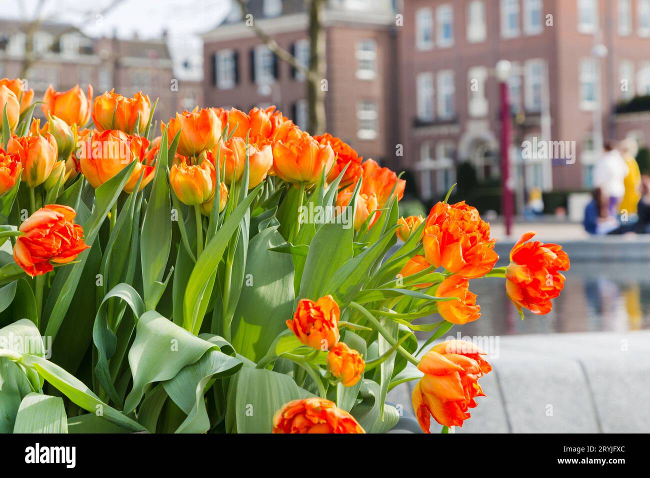 Aiuole con tulipani, case di Amsterdam Foto Stock