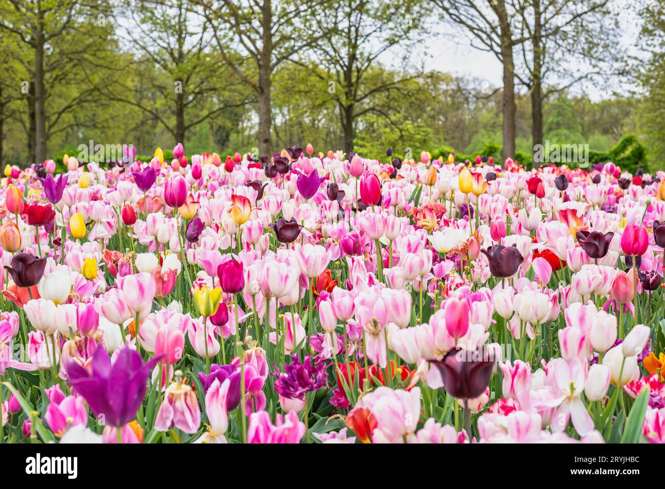 Tulipano fiore campo in giardino, stagione di primavera a Lisse vicino Amsterdam Paesi Bassi Foto Stock