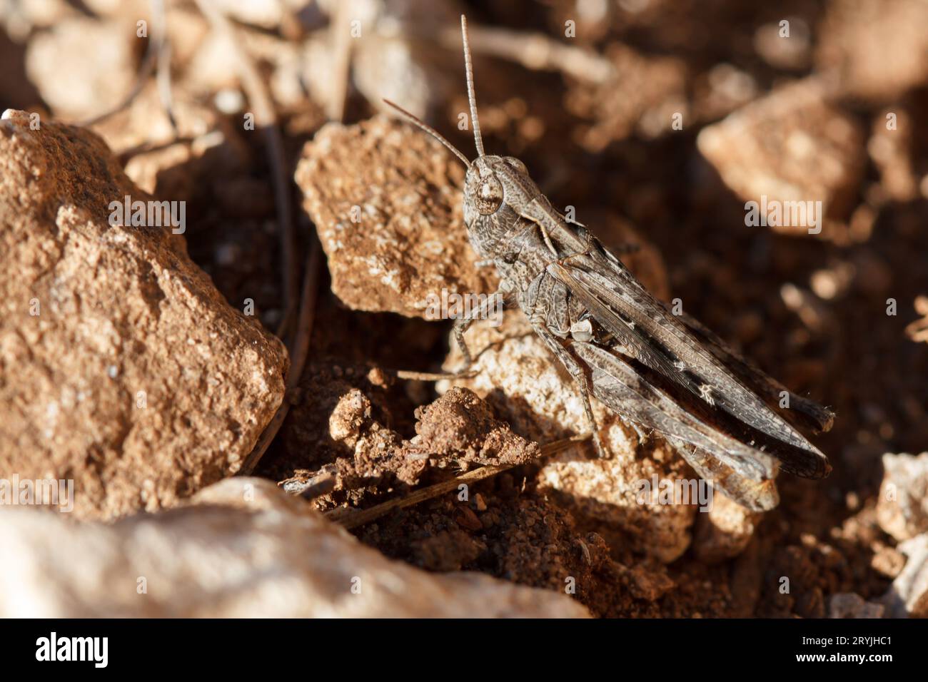 Grasshopper Oedipodinae mimetizzato nel terreno della catena montuosa Mariola di Alcoy, Spagna Foto Stock