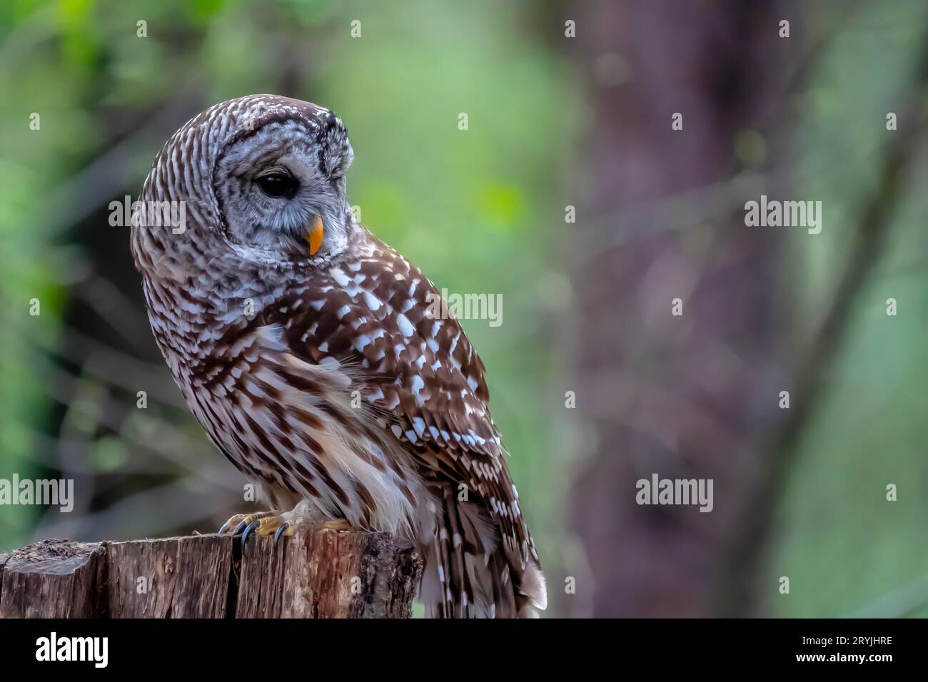 Barred Owl si trova all'aperto nel suo ambiente naturale Foto Stock