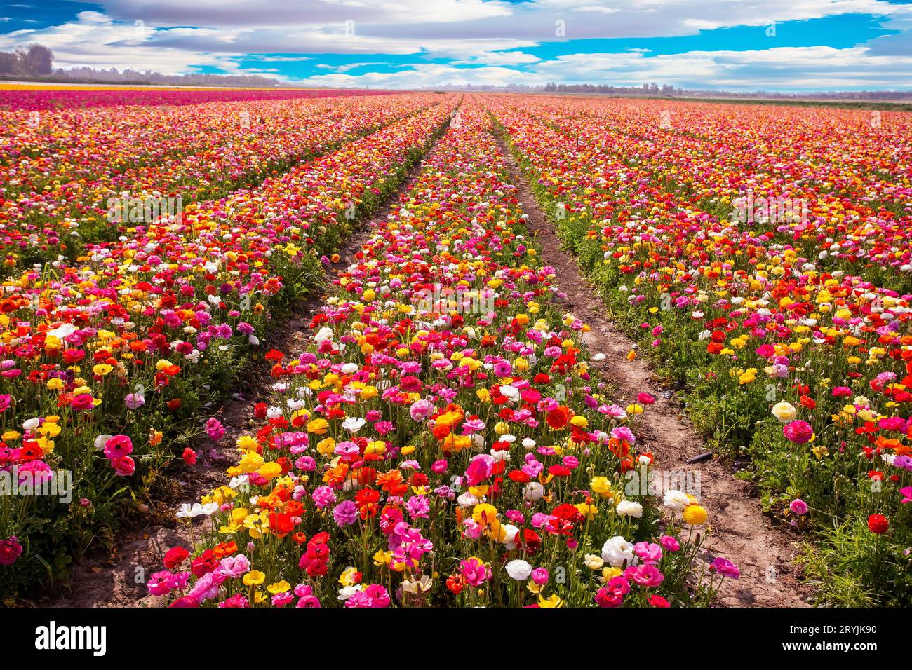 Cielo blu primavera Foto Stock