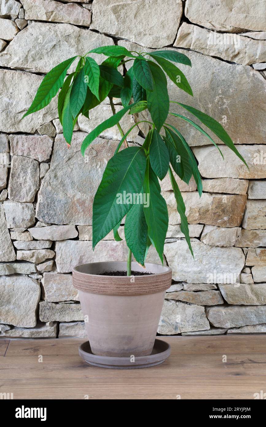 Avocado Persea americana pianta arborea in crescita vaso da fiore dal seme. Impianto domestico interno. Sfondo muro di pietra. Foto Stock
