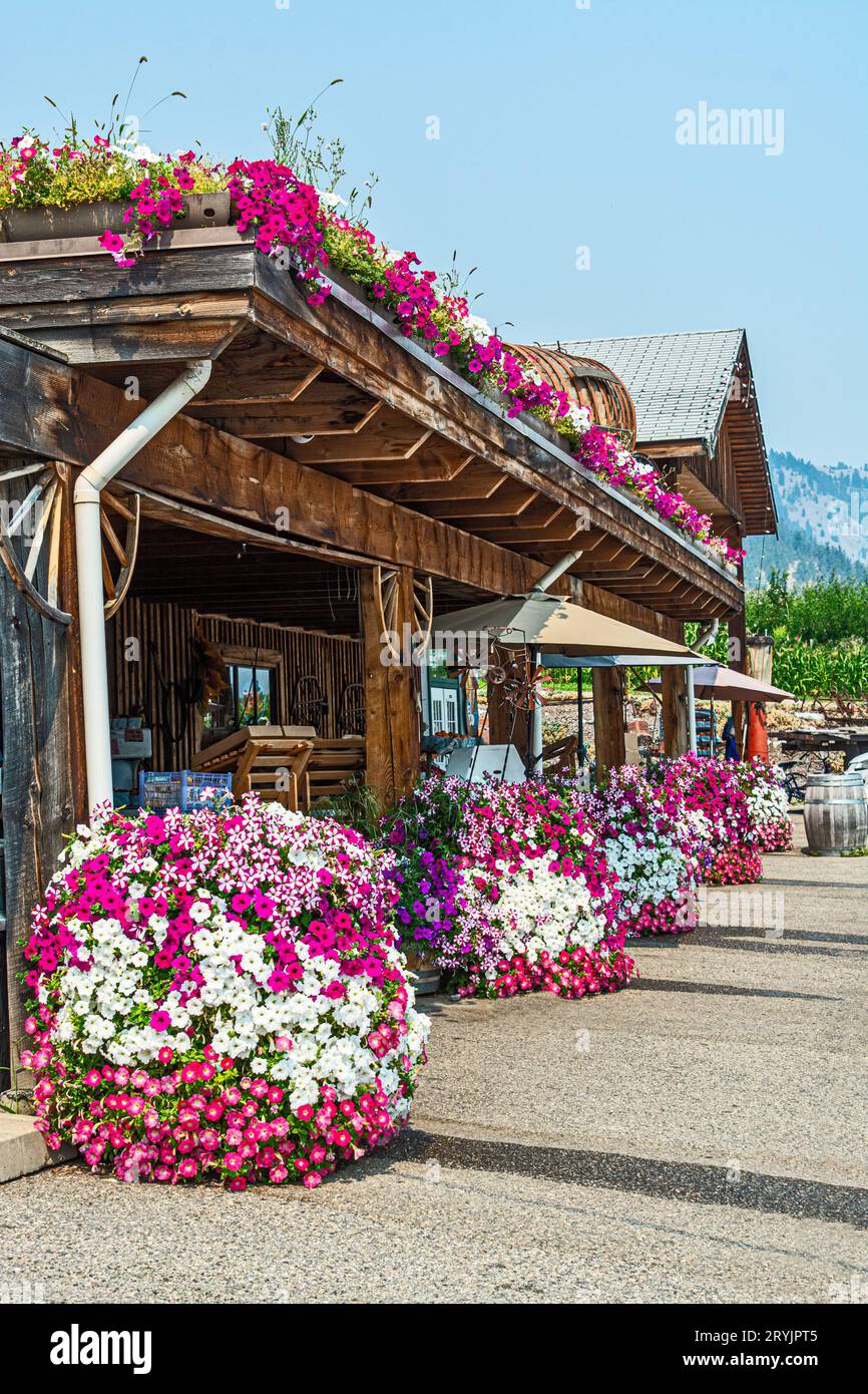 Fiori fioriti di fronte ad un negozio di fattoria nella valle di Okanagan Foto Stock