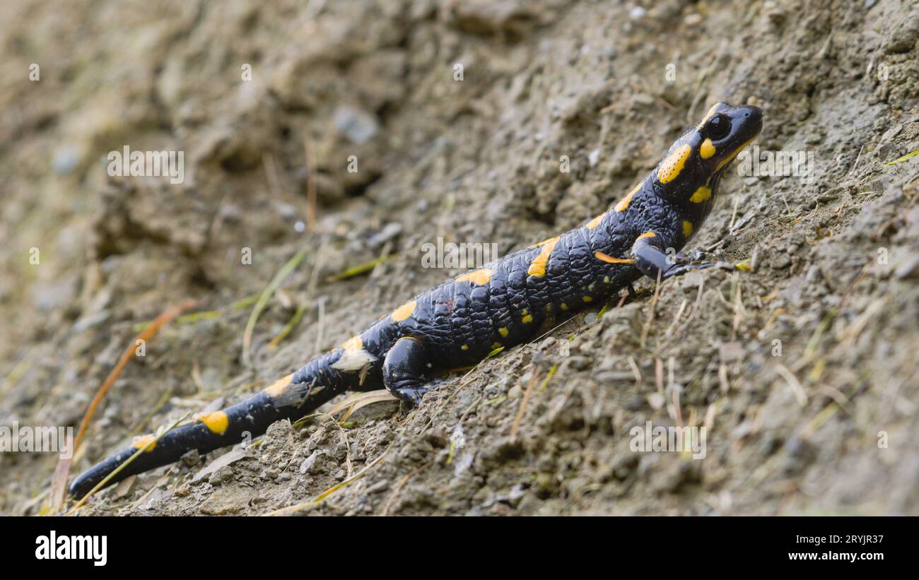 Ritratto ravvicinato di Salamandra salamandra alias salamandra di fuoco nel suo habitat all'inizio dell'autunno. Camminare nel fango. Natura della repubblica Ceca. Foto Stock