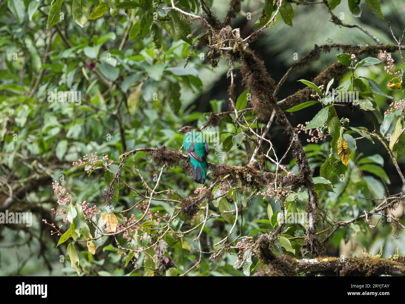Quetzl (Pharomachrus auriceps) femmina con testa d'oro seduta su un albero in Ecuador Foto Stock