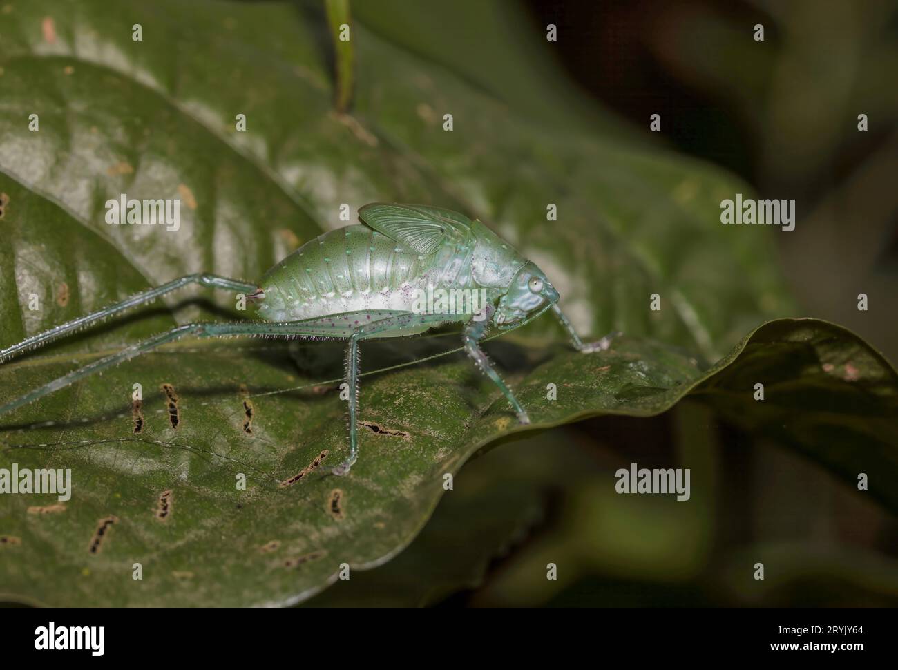 Grande grassopper verde foresta con lunghe antenne su una foglia. Foto Stock