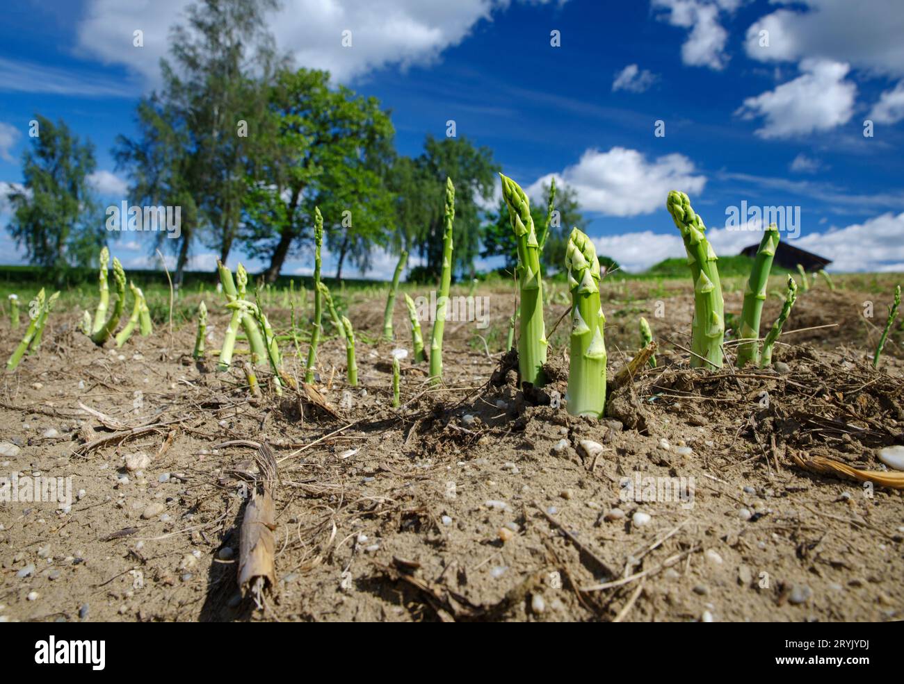 Asparagi verdi freschi in campo durante il periodo del raccolto in una soleggiata giornata estiva Foto Stock