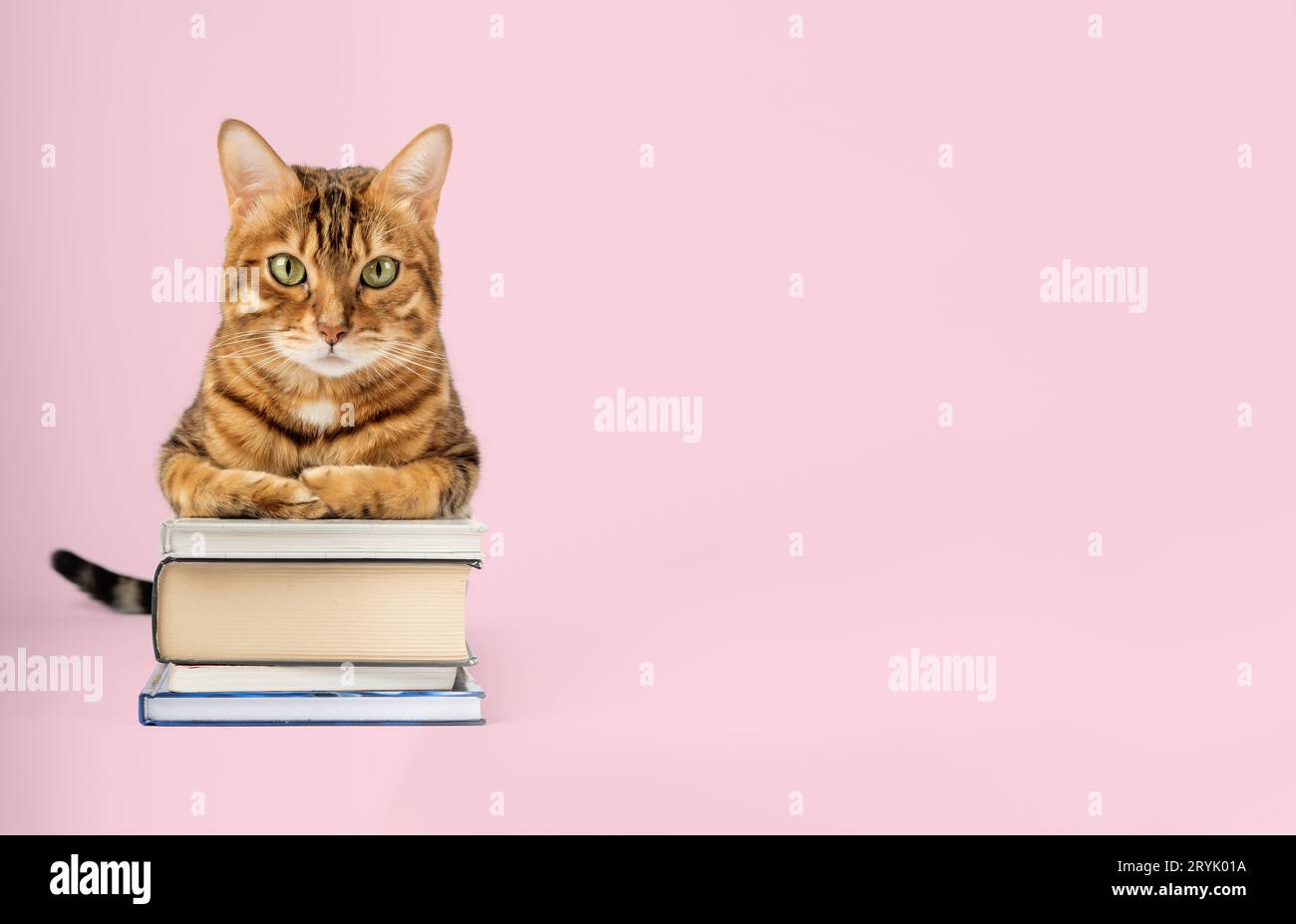 Gatto del Bengala con una pila di libri su sfondo colorato. Foto Stock