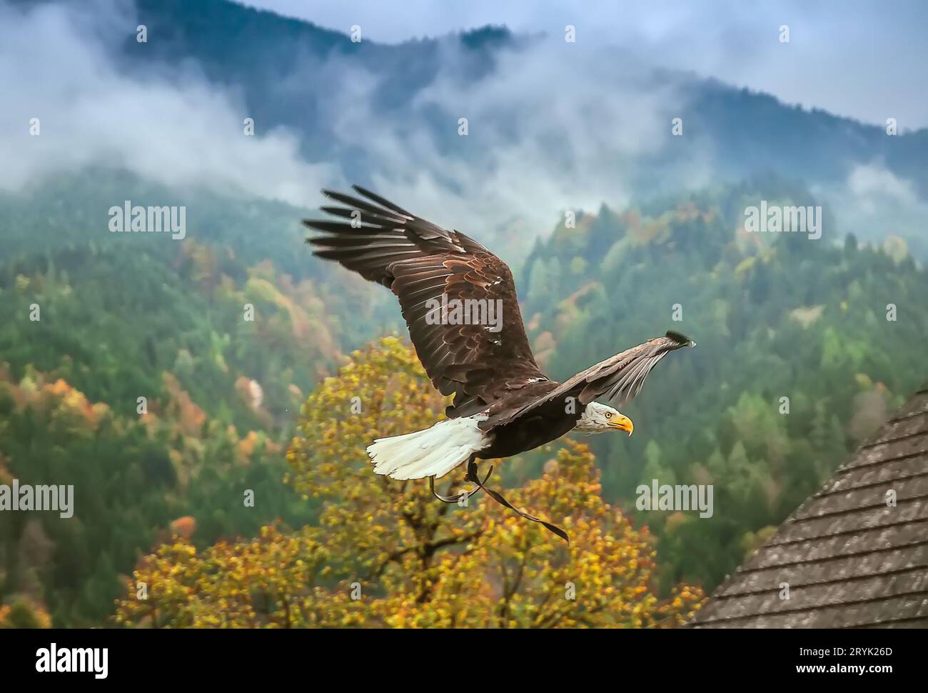 Aquila calva in volo, Austria Foto Stock