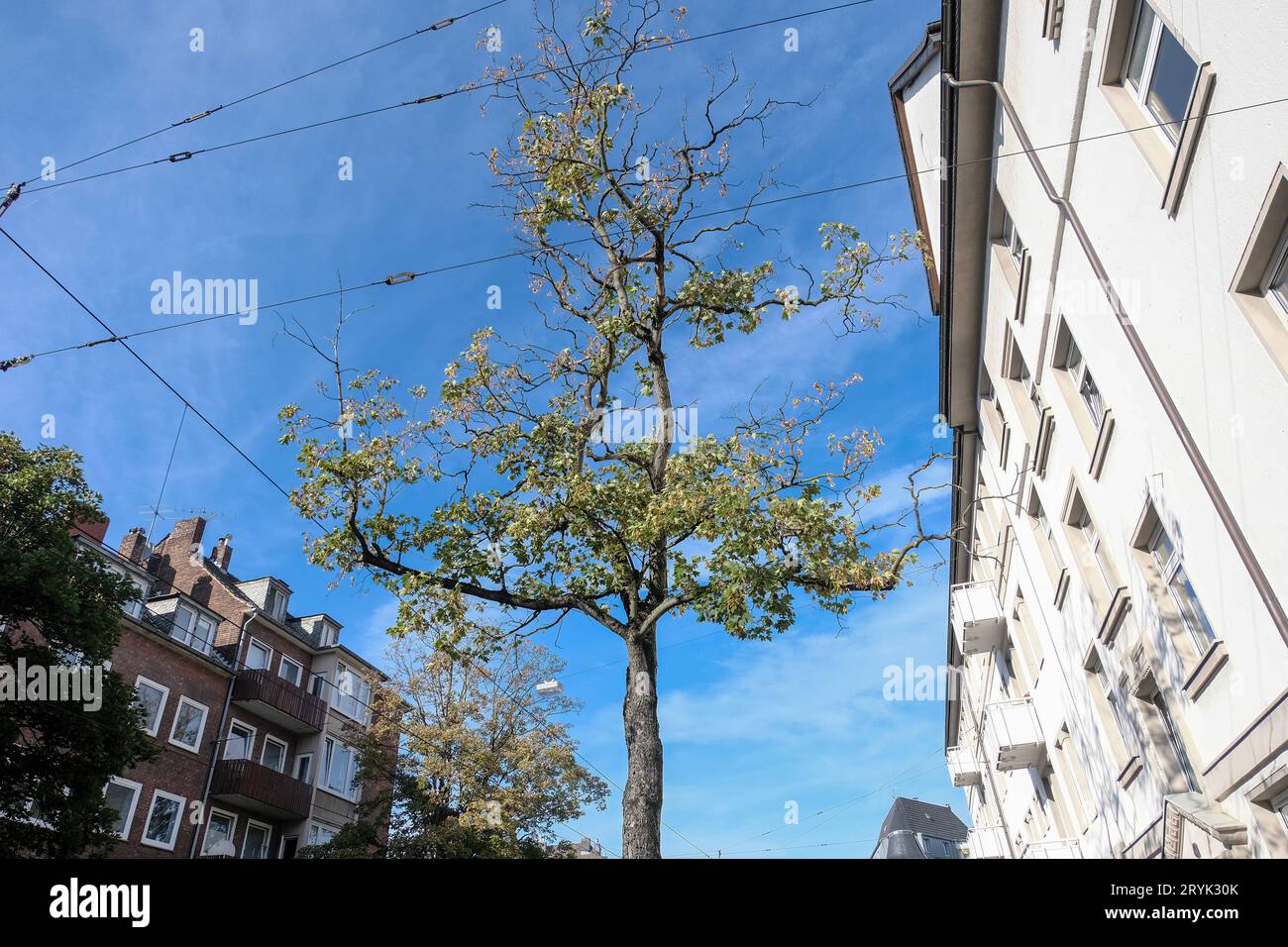 Düsseldorf 01.10.2023 Stadtbegrünung Oberkassel Sauerstoffspender Frischluftzufuhr Hitzeschutz Sonnenschutz Kühlungseffekt Feuchtigkeitsspender Mikroklima Klimawandel Hitzewelle Sommerhitze Stadtgrün Grünflächenanteil Klimakühlung Infrastruktur Hitzestress Lufttemperatur Städtequartier Stadtquartier Straßenschluchten begrünte Wände Wärmebelastung Quartiersklima eu-Naturschutzgesetz Ökosystem Naturschutz Klimaneutralität Parkschutz Parkflächen Parkplätze Flächenversiegelung Laubbäume Parkplätze Autonomeplatz Foto Stock