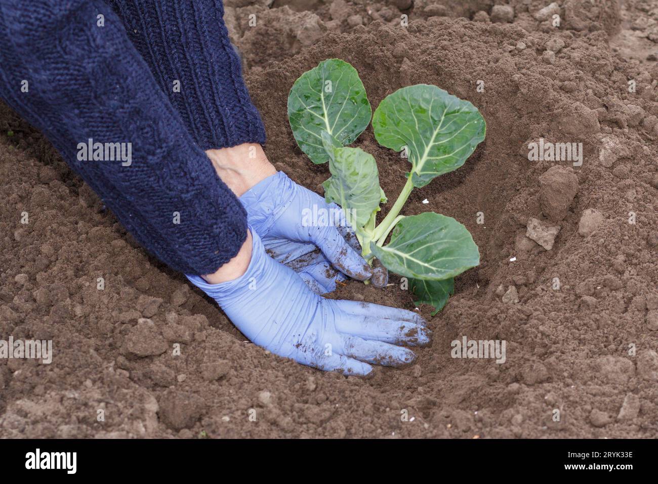 Le mani ravvicinate della donna giardiniera stanno piantando piantine di cavolo verde. Foto Stock