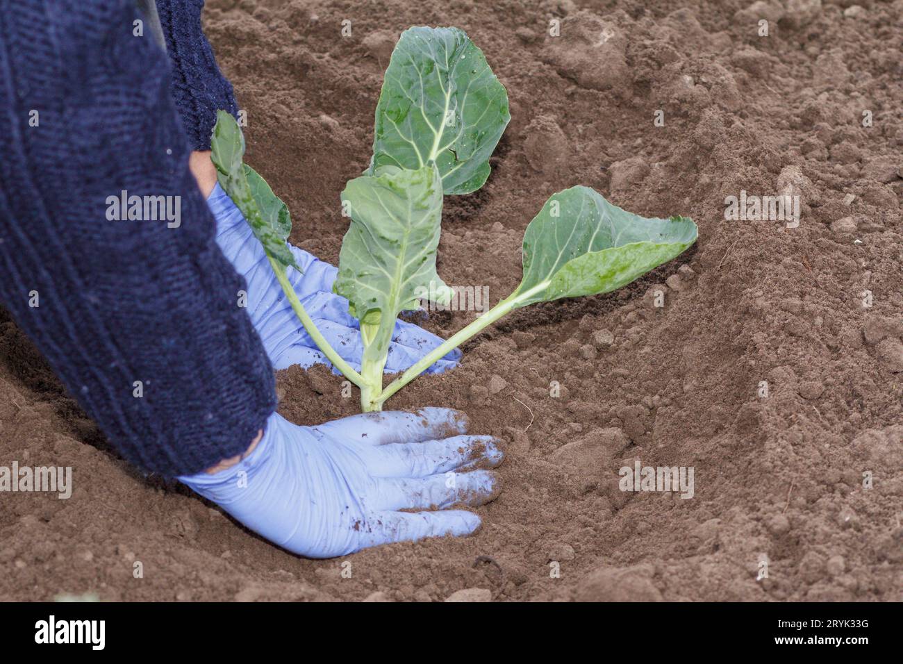 Le mani ravvicinate della donna giardiniera stanno piantando una piantina di cavolo verde. Foto Stock