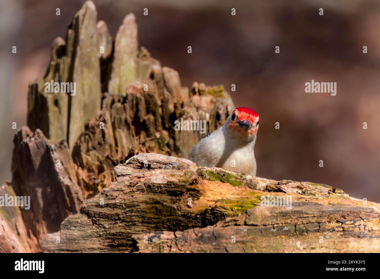 Il picchio rosso (Melanerpes carolinus) Foto Stock