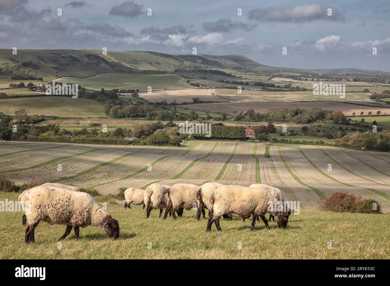 Pecore sulle South Downs vicino a Wilmington Foto Stock