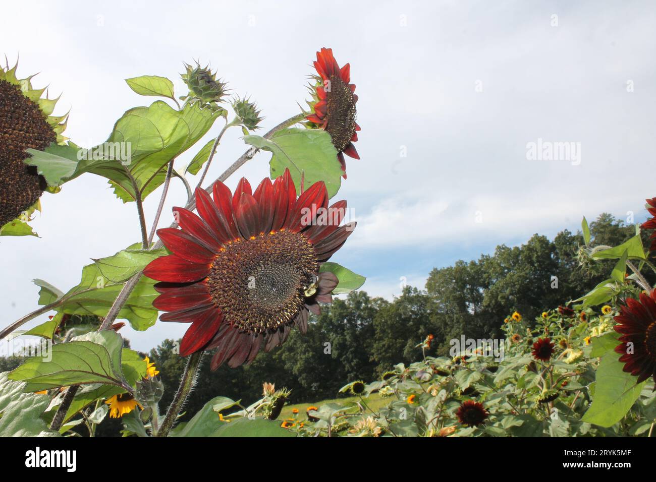 Spicca i girasoli (primo piano) Foto Stock