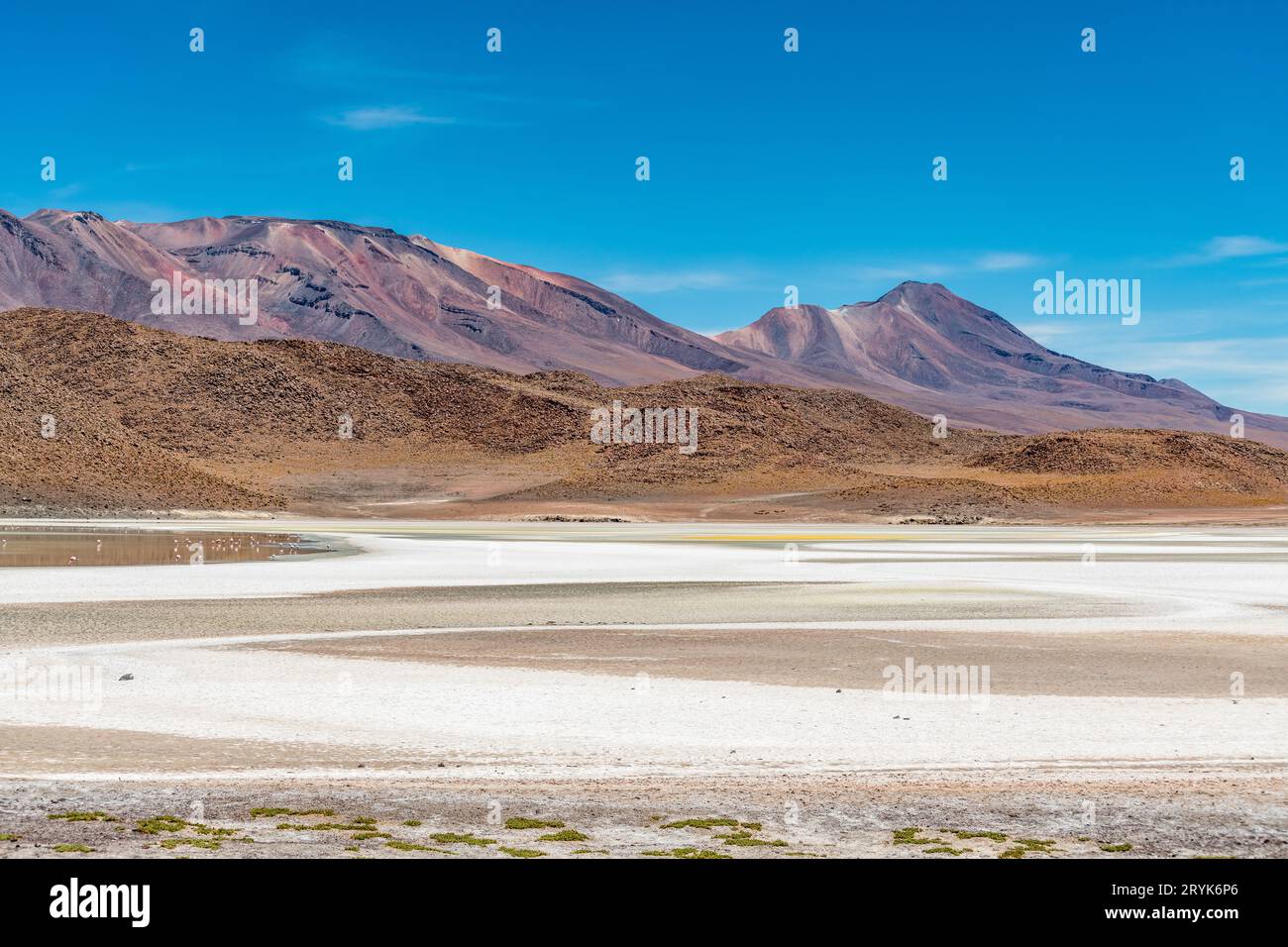 Fauna selvatica nella laguna rossa nell'altiplano boliviano Foto Stock