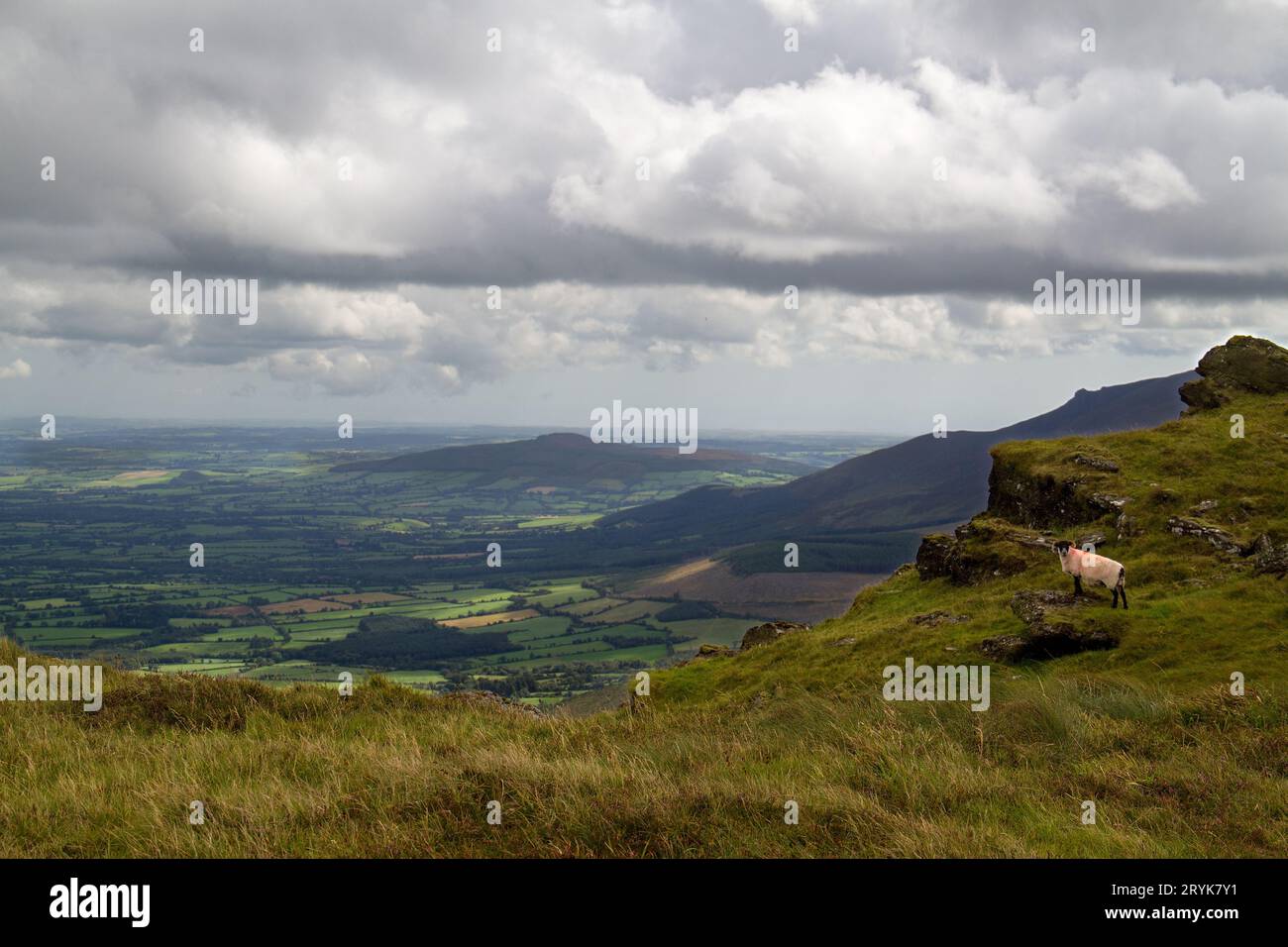 Vista dalla montagna Knocksheegowna nelle montagne di Comeragh sulla contea irlandese di Tipperary, nel foregroud una pecora Foto Stock