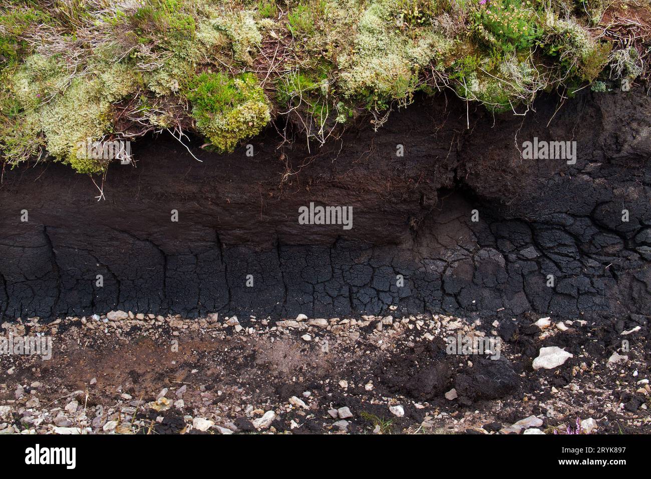 Profilo del suolo: Confezione di torba, formata su un sottosuolo minerale, ricoperta di muschio ed erica Foto Stock