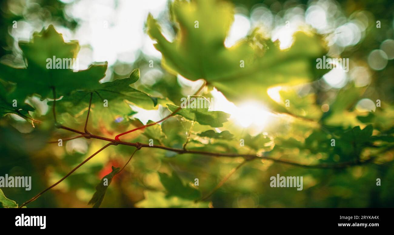 Foglie verdi sfondo foresta fascio solare acero Foto Stock