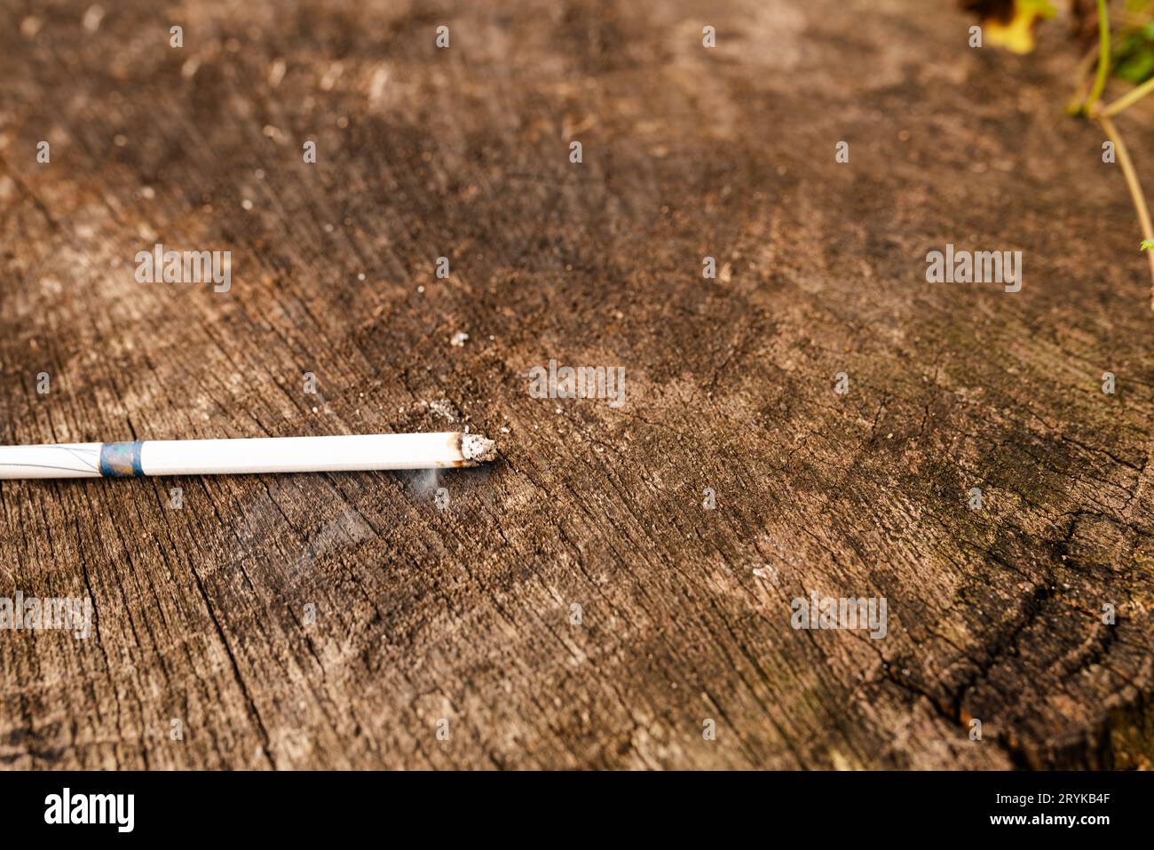 brucia sigaretta su un tronco di albero Foto Stock