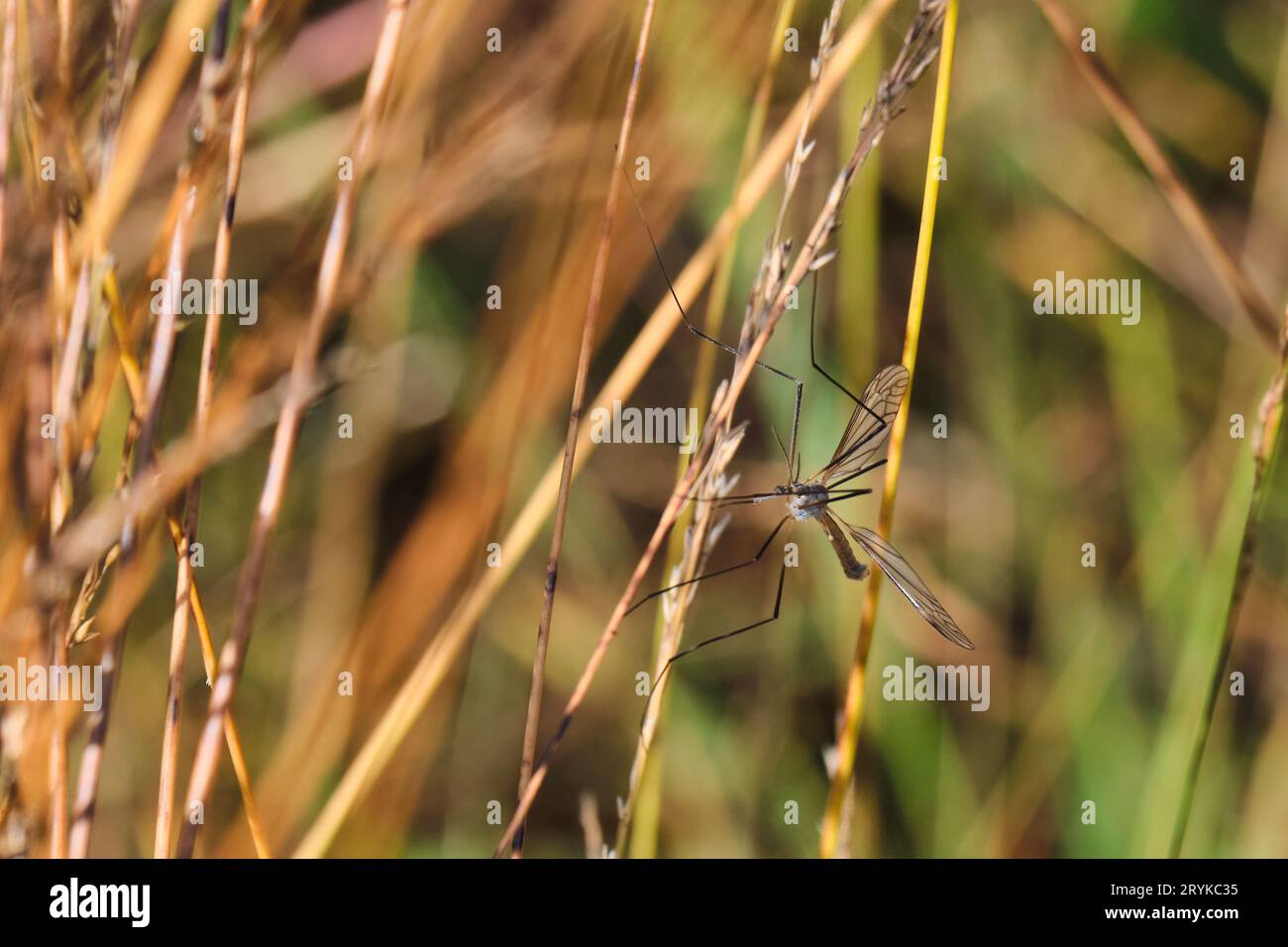 Foto macro di un insetto con lunghe gambe sottili e ali trasparenti seduto in erba marrone e verde Foto Stock