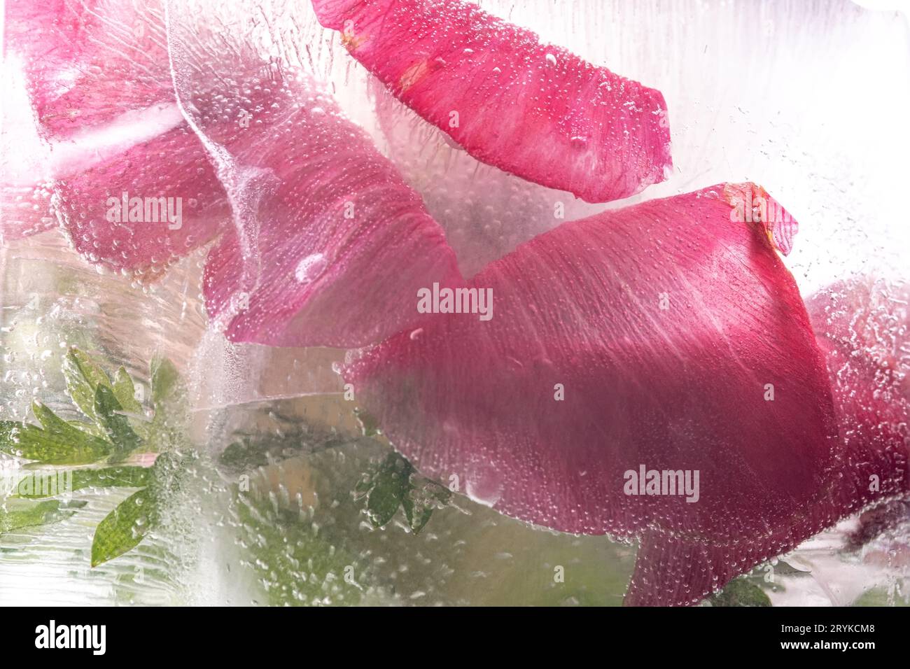 Ghiaccio bianco trasparente con fiori congelati. Foto Stock