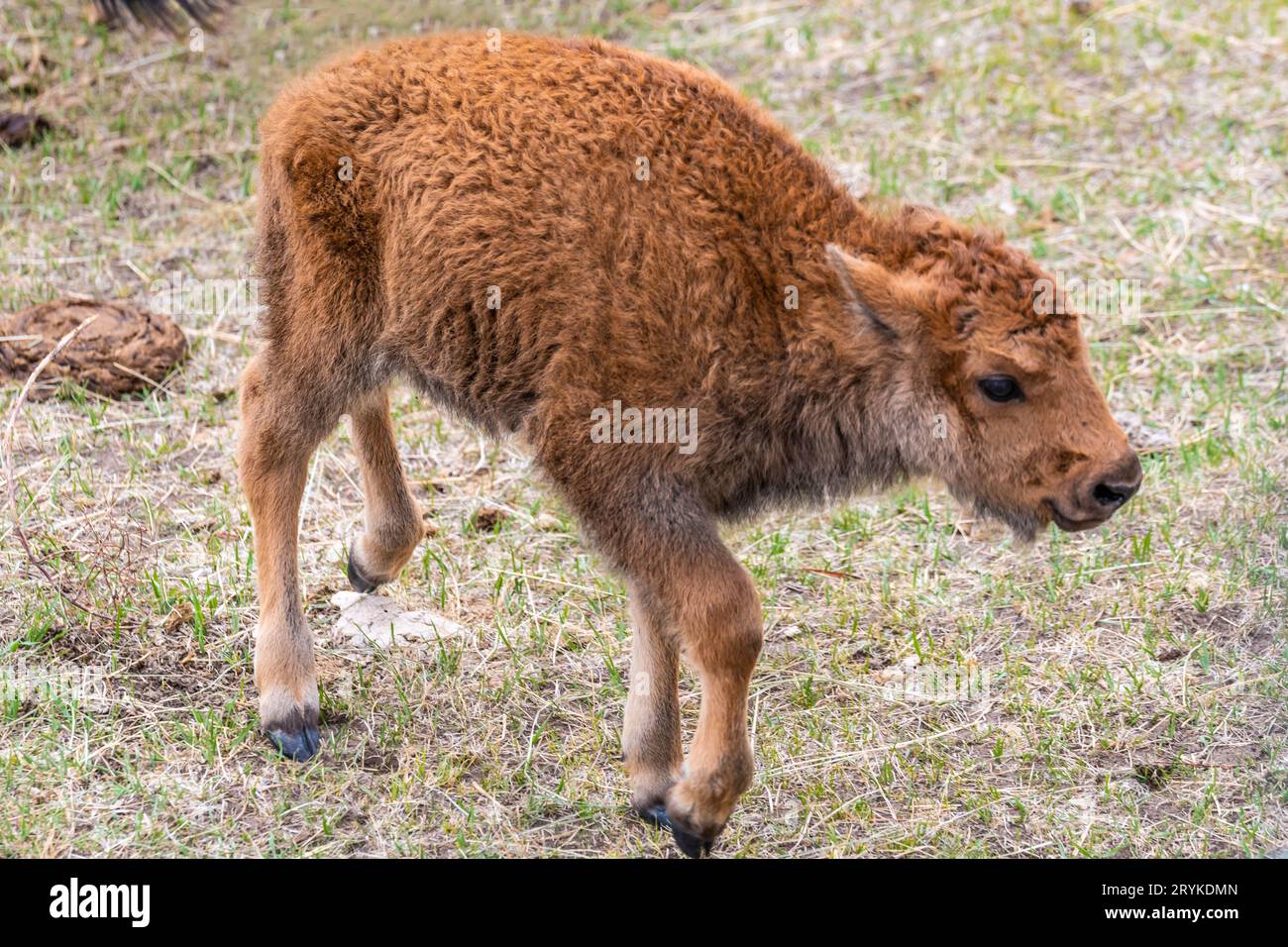 Un cane rosso nel campo di Terry Bison Ranch, Wyoming Foto Stock