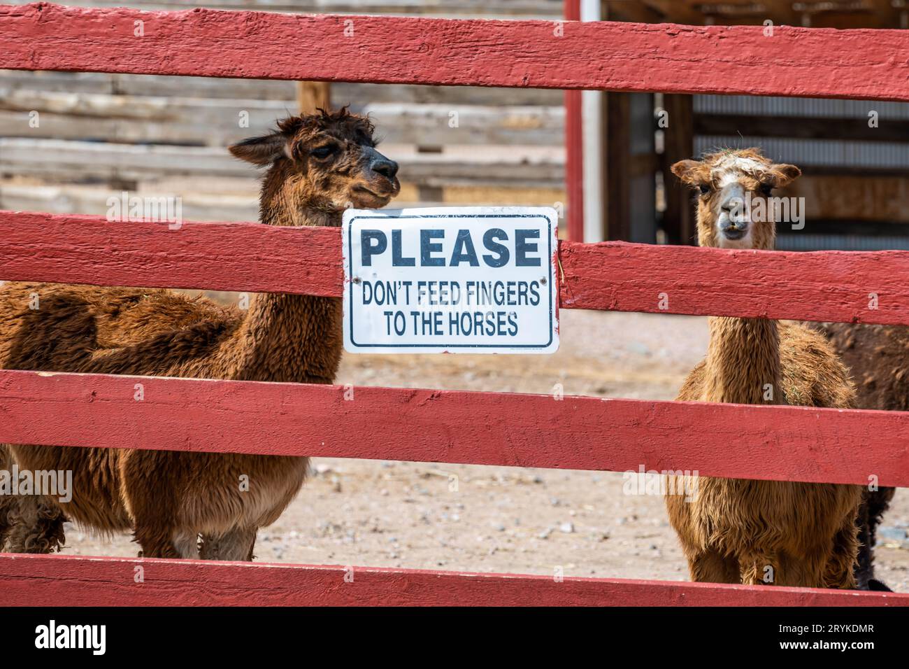 Un alpaca nel campo di Terry Bison Ranch, Wyoming Foto Stock