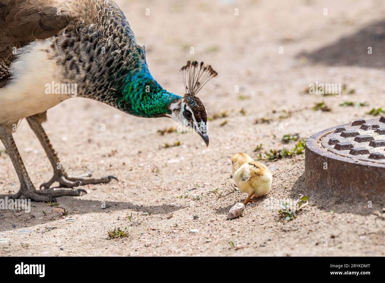 Un pavone blu e verde a Terry Bison Ranch, Wyoming Foto Stock