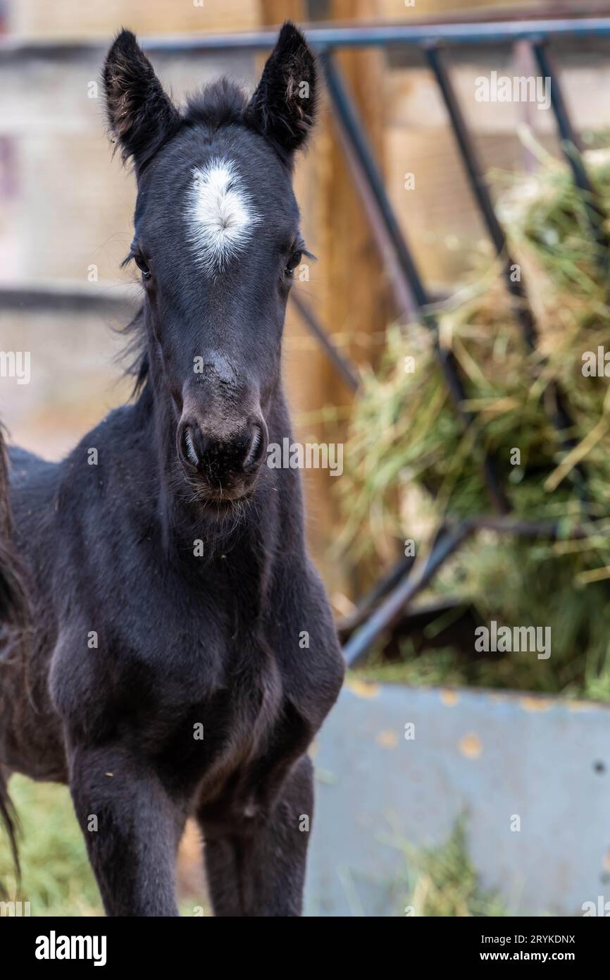 Un cavallo nero nel campo di Terry Bison Ranch, Wyoming Foto Stock