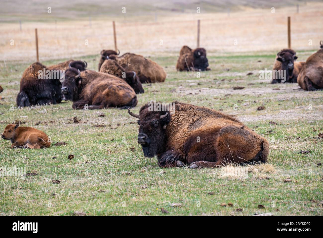 Bisonte americano nel campo di Terry Bison Ranch, Wyoming Foto Stock