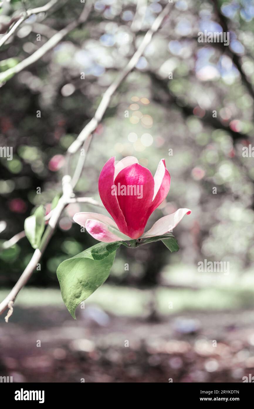 Magnolia fiorisce in primavera su un ramo. Foto Stock