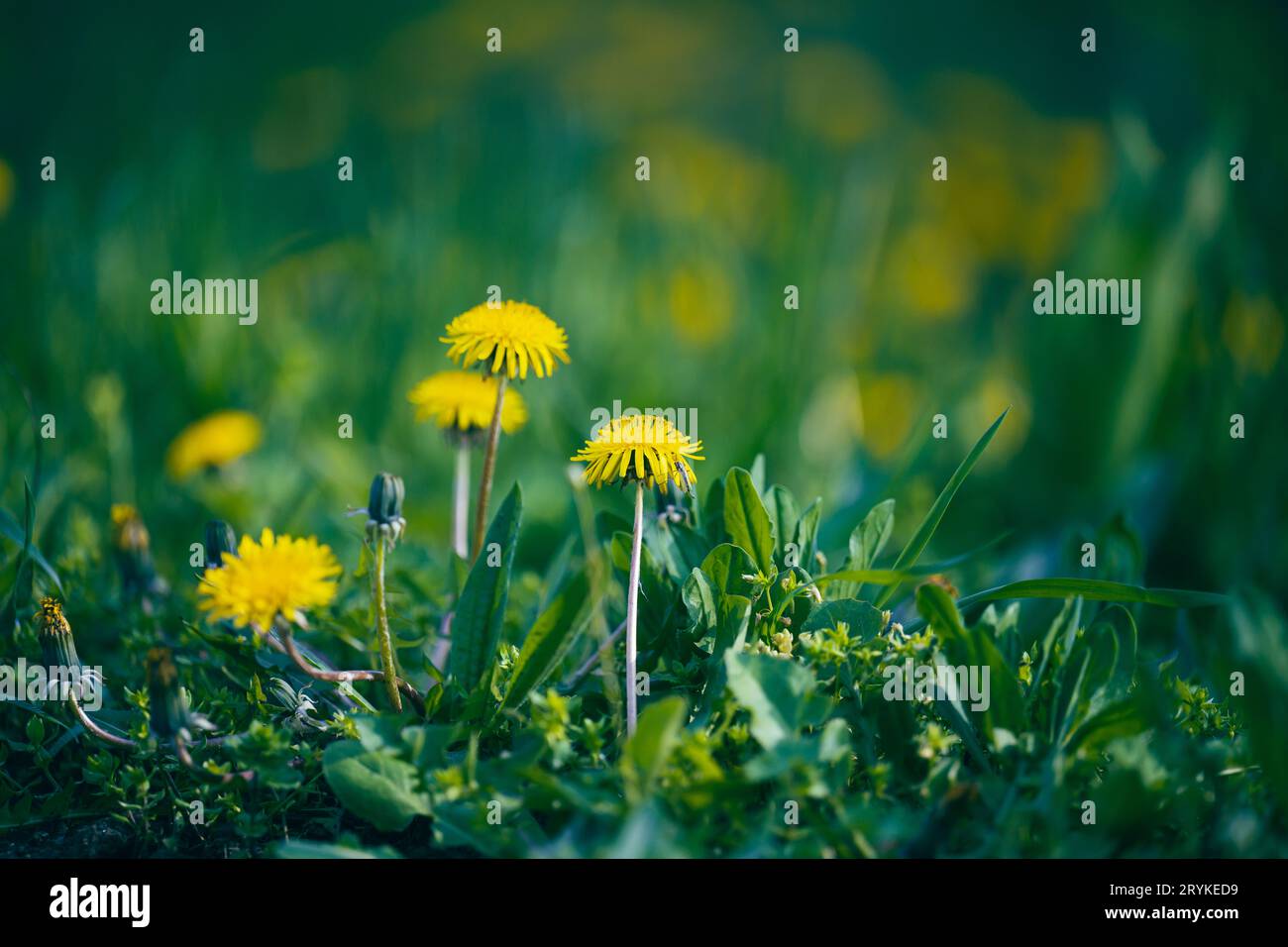 Prato verde con dandelioni gialli in fiore in un giorno di primavera Foto Stock