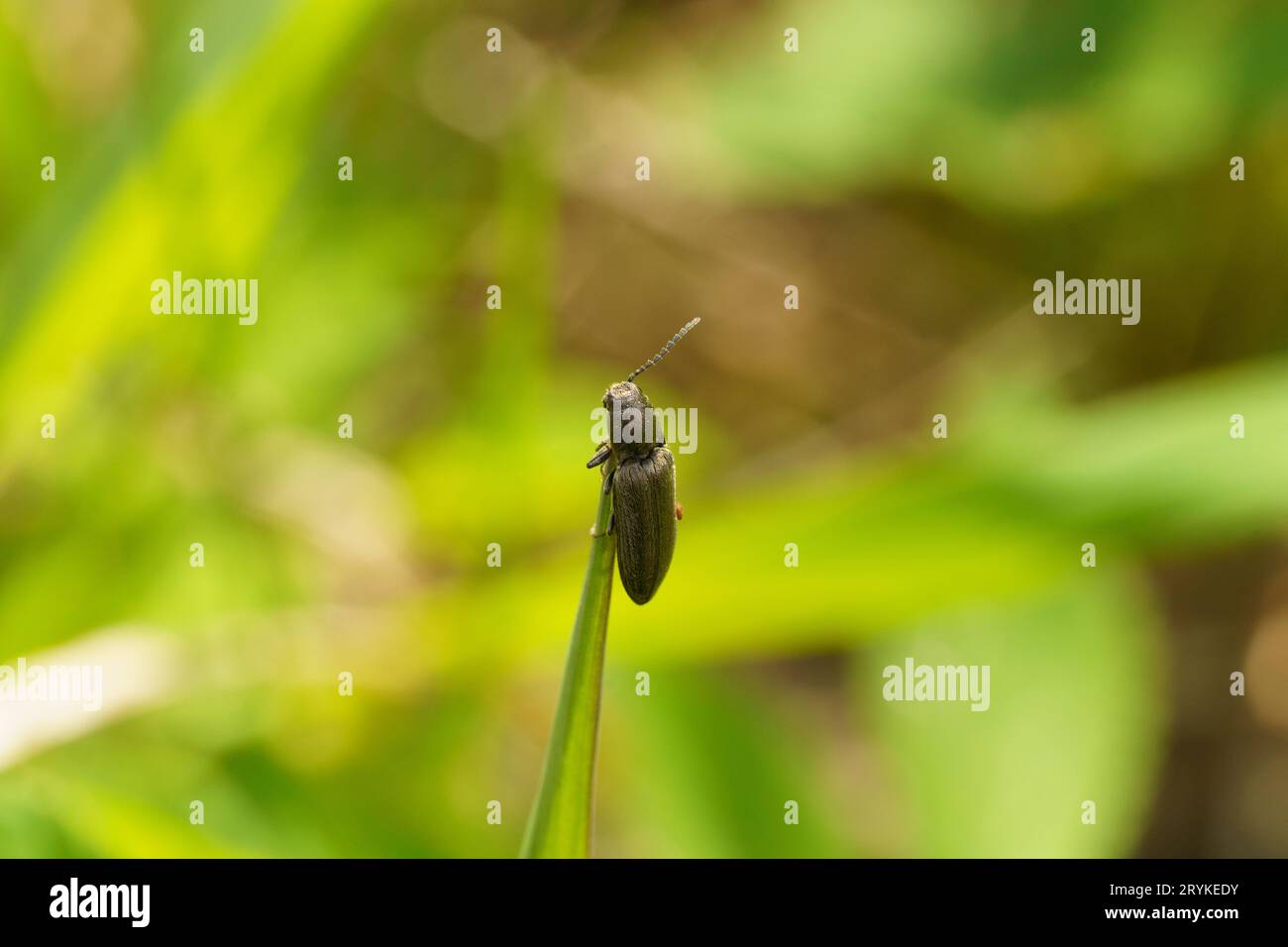 Agriotes lineatus famiglia Elateridae genere Agriotes Click Beetle natura selvaggia fotografia di insetti, foto, sfondo Foto Stock