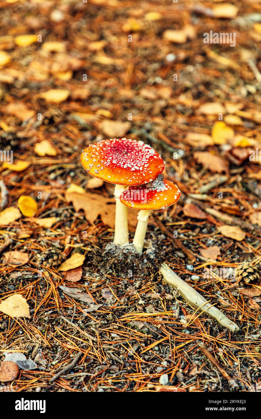 Toadstool o Amanita muscaria primo piano, fungo Foto Stock