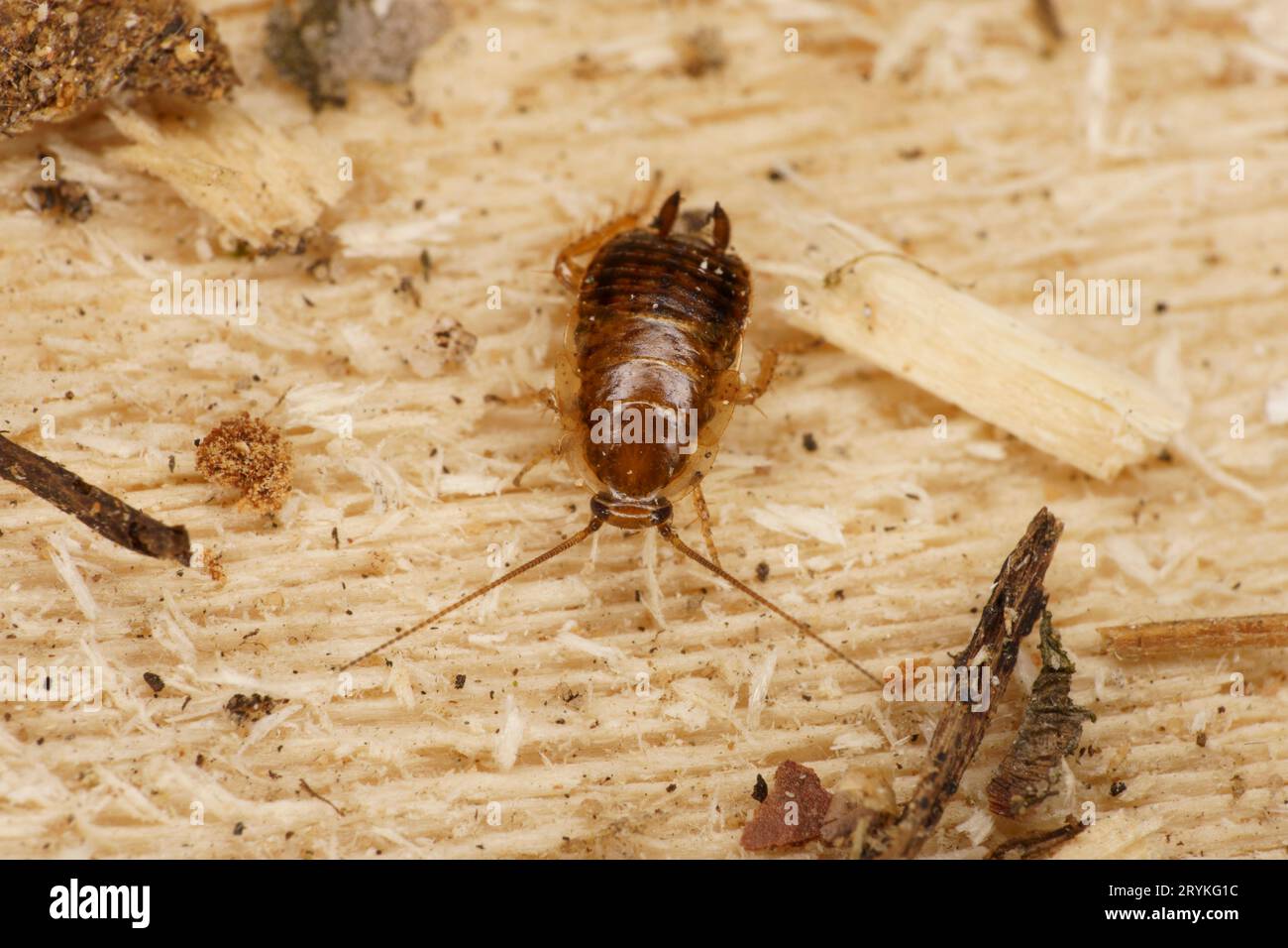 Ectobius lapponicus Family Ectobiidae genus Ectobius Dusky scarafaggio natura selvaggia fotografia di insetti, foto, carta da parati Foto Stock
