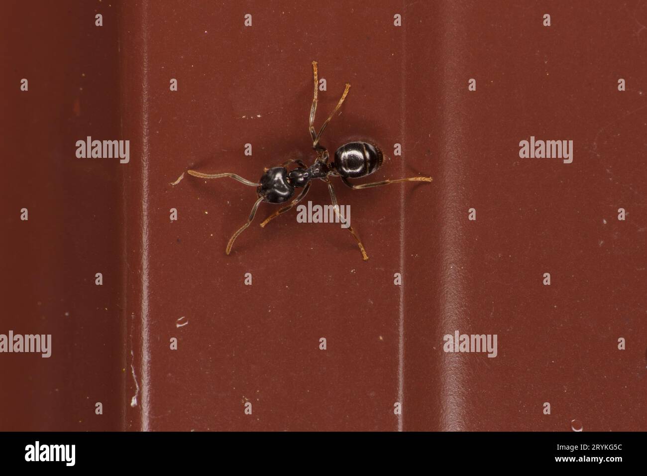 Lasius fuliginosus famiglia Formicidae genere Lasius Jet formica nera natura selvaggia fotografia di insetti, foto, carta da parati Foto Stock