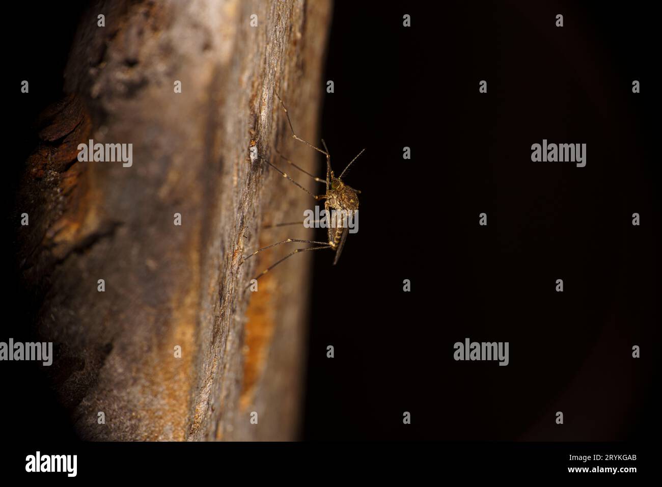 Culiseta annulata famiglia Culicidae genere Culiseta Casa a bande zanzare natura selvaggia insetti carta da parati, fotografia, foto Foto Stock