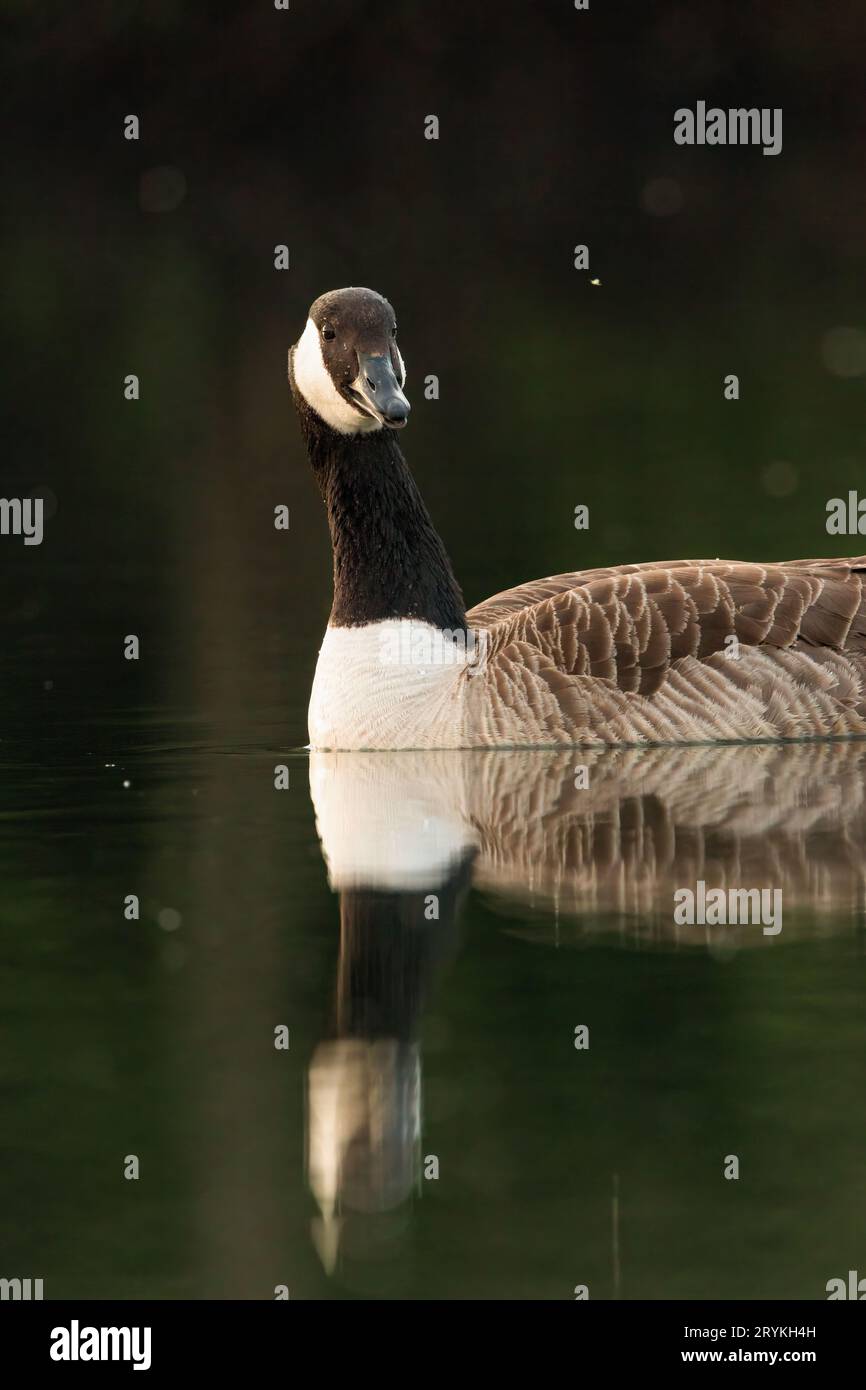 L'oca canadese nuota in una giornata di sole Foto Stock